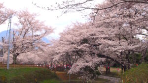 松尾城跡公園の桜並木｜飯田市