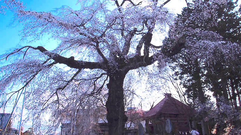 瑠璃寺の桜｜高森町