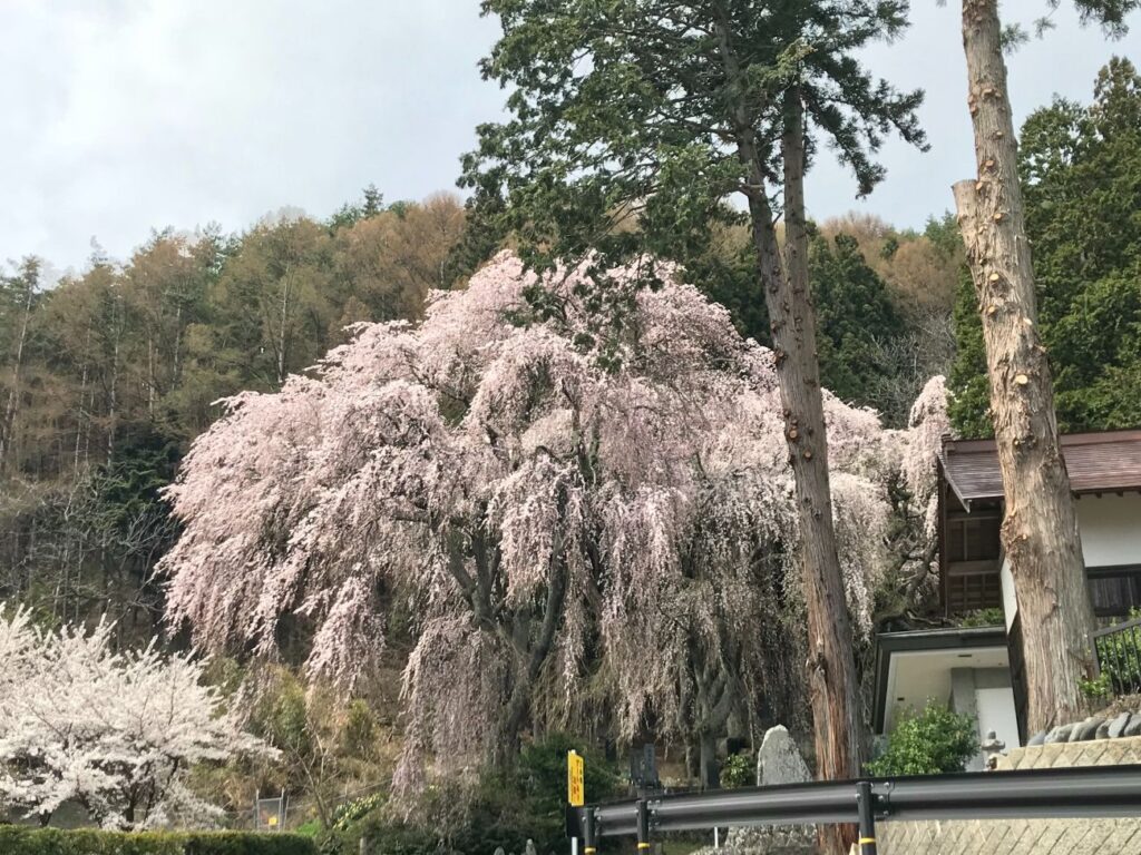 真光寺のしだれ桜｜松本市