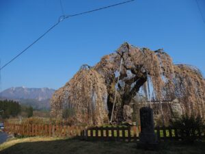 袖之山の彼岸しだれ桜｜飯綱町