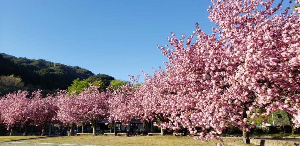 スポーツ公園桜並木