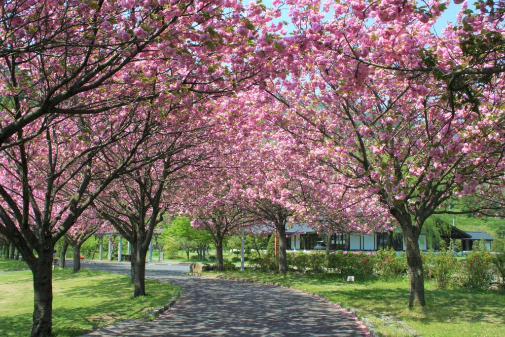 スポーツ公園の八重桜