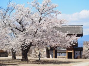 松代城跡の桜｜長野市