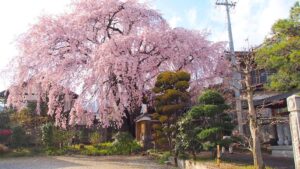 黄梅院の枝垂れ桜｜飯田市