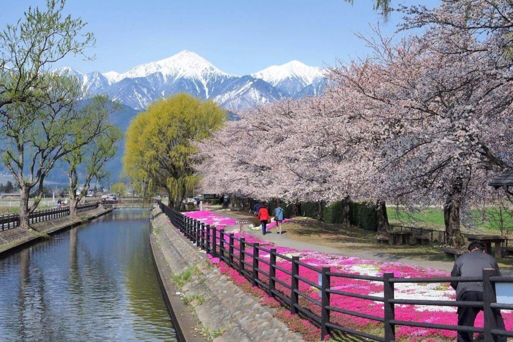 拾ヶ堰の桜｜安曇野市