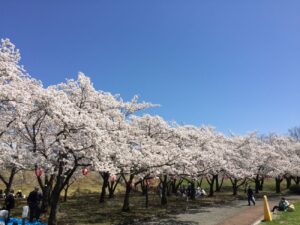 川中島古戦場史跡公園の桜並木｜長野市