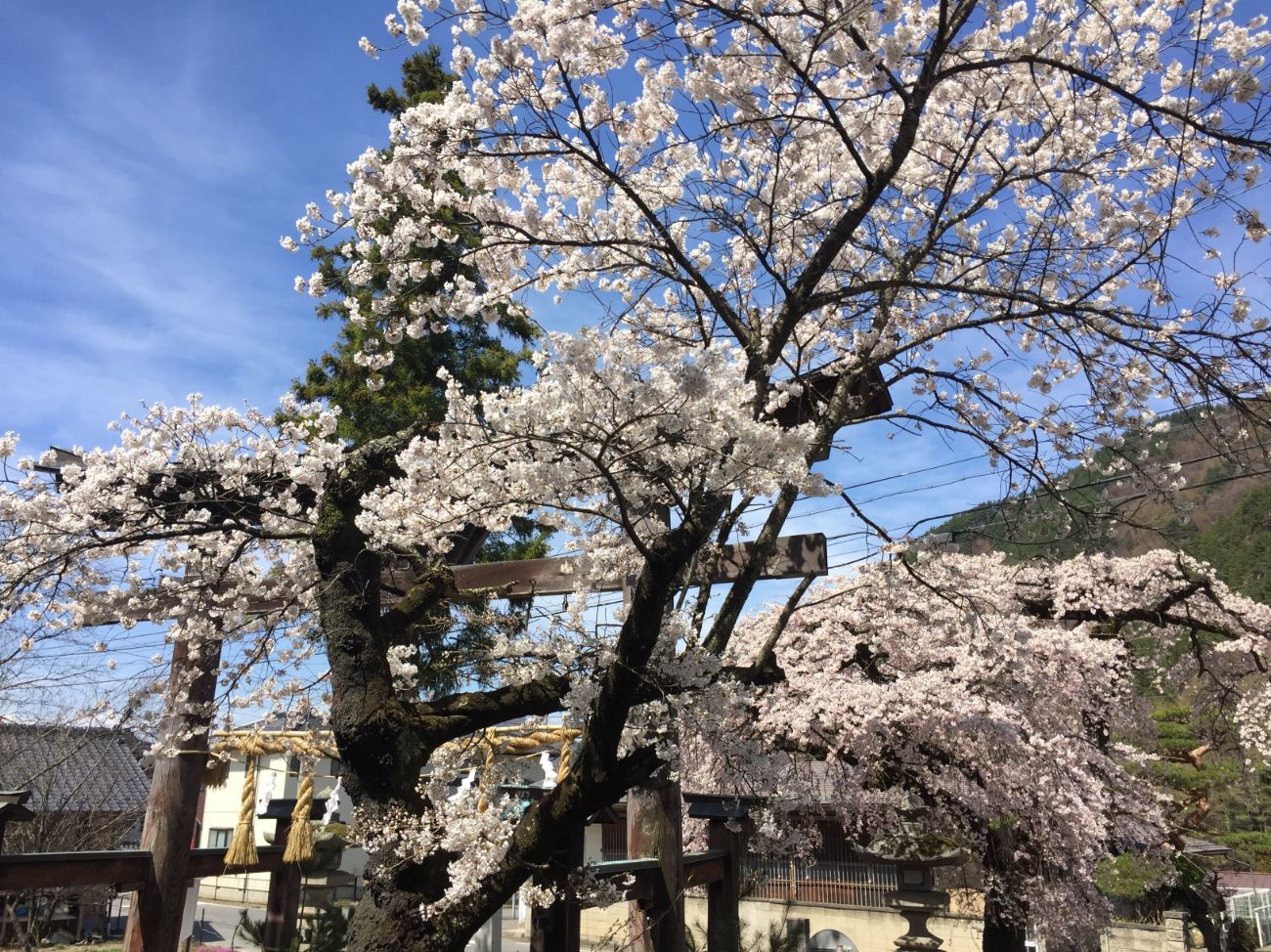 山家神社の桜｜上田市