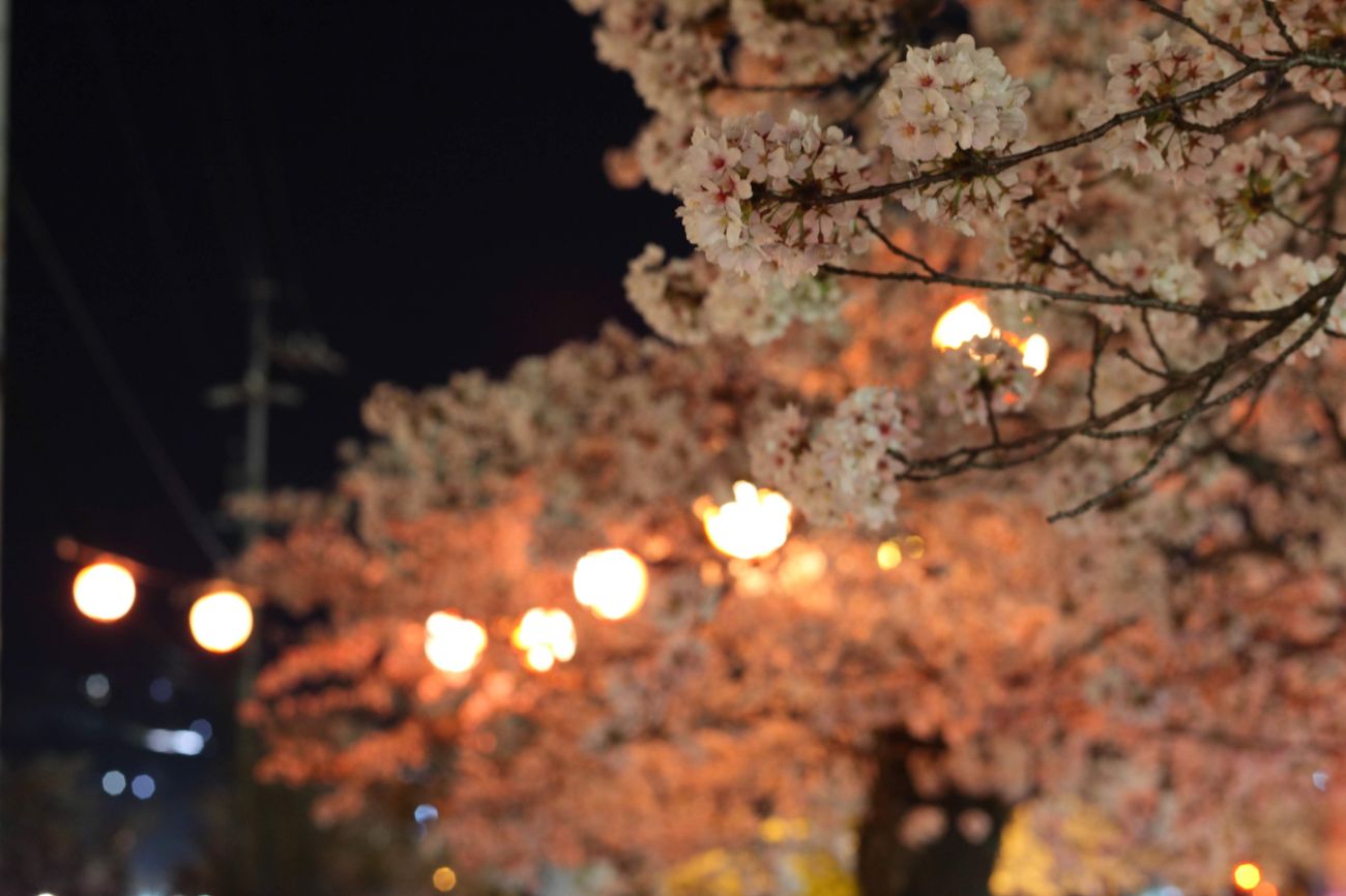 城山公園の夜桜｜長野市