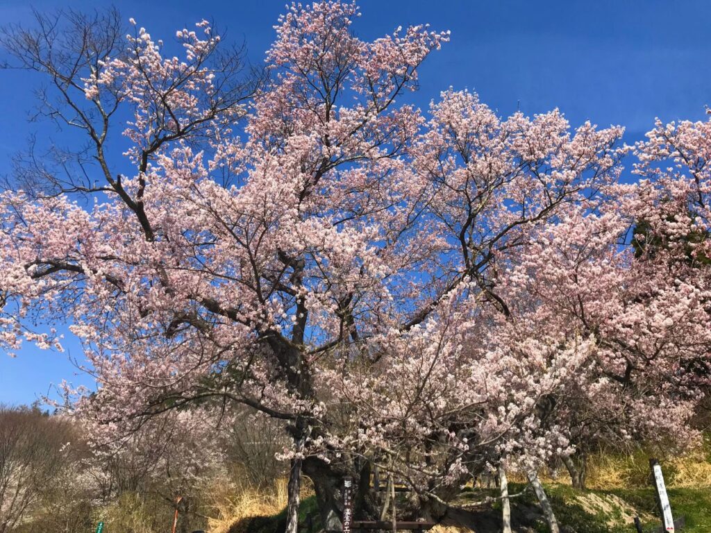 塩生のエドヒガン（巡礼桜）｜長野市