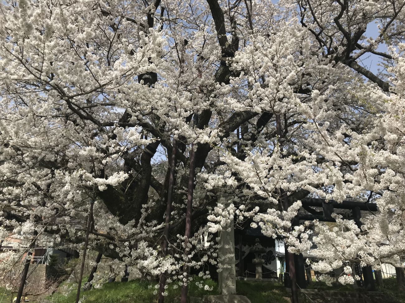 素桜神社の神代桜 ｜長野市