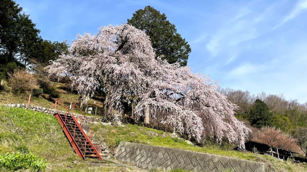 くよとの枝垂れ桜｜長野県飯田市