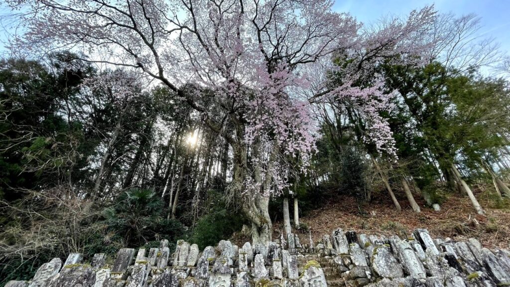 百体庚申の一本桜｜長野県豊丘村