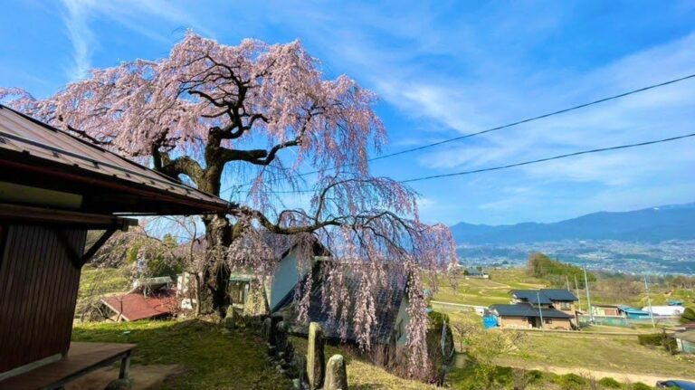 伊雑皇社の一本桜｜長野県豊丘村