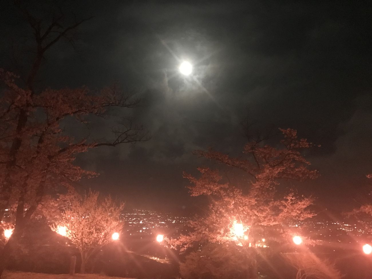 千曲公園の夜桜｜上田市
