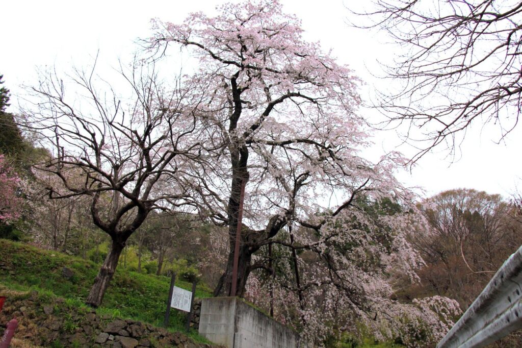 成就院の来鳳しだれ桜｜池田町