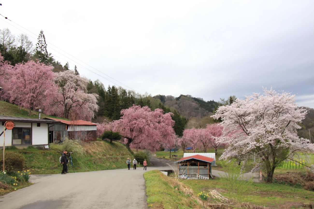 番所の桜｜長野県小川村