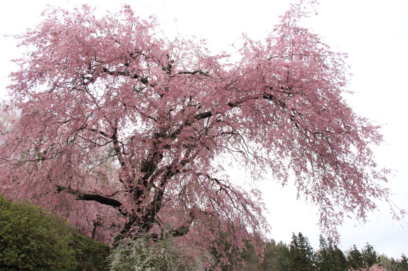 番所の桜｜長野県小川村