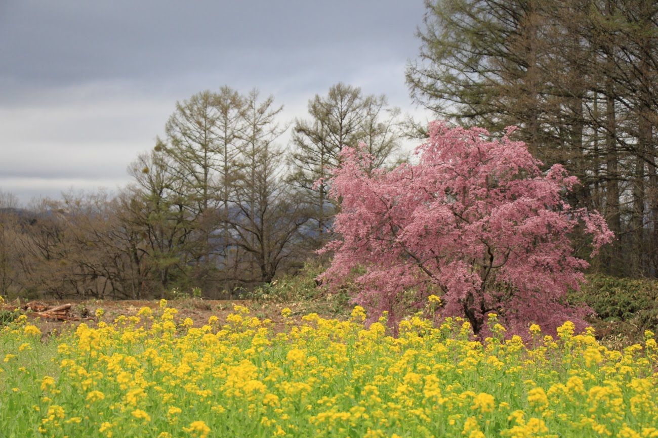 番所の桜｜長野県小川村