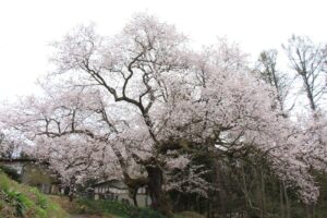 立屋の桜｜小川村
