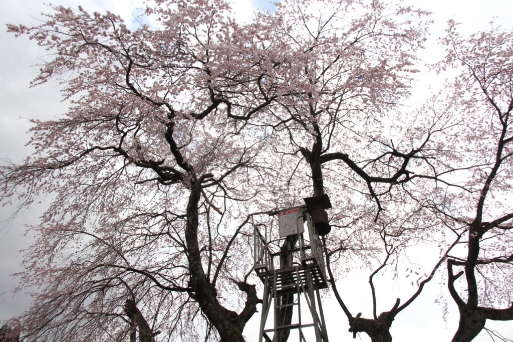 財又の彼岸しだれ桜｜長野市