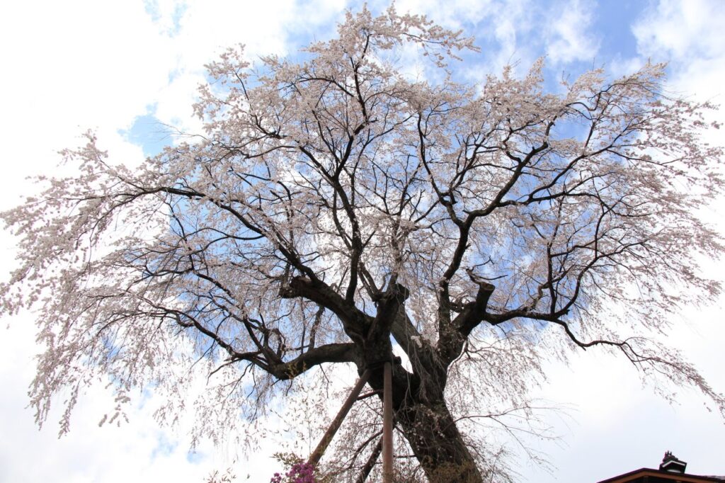 高橋の彼岸しだれ桜｜長野市