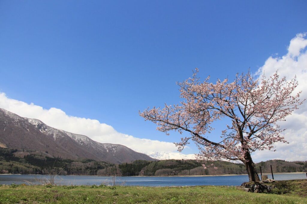 青木湖畔の大山桜｜大町市