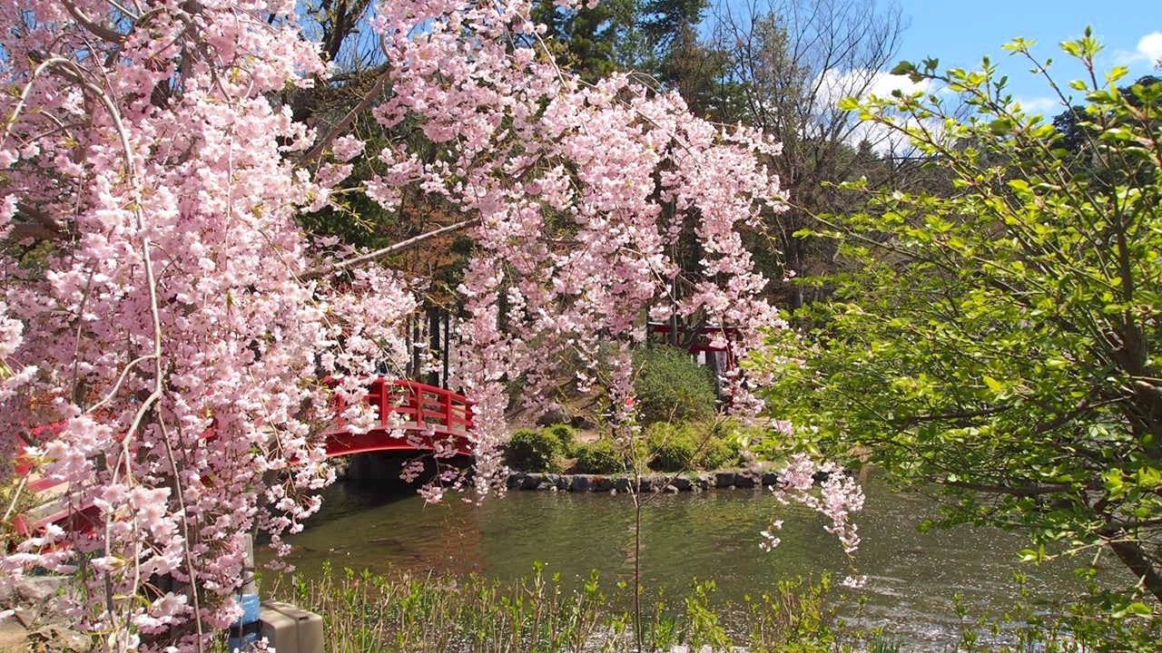 臥竜公園の桜｜須坂市