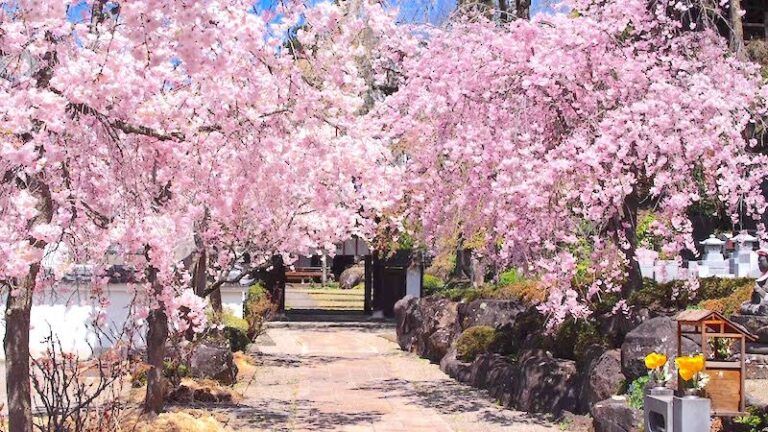 龍水寺の桜｜上田市