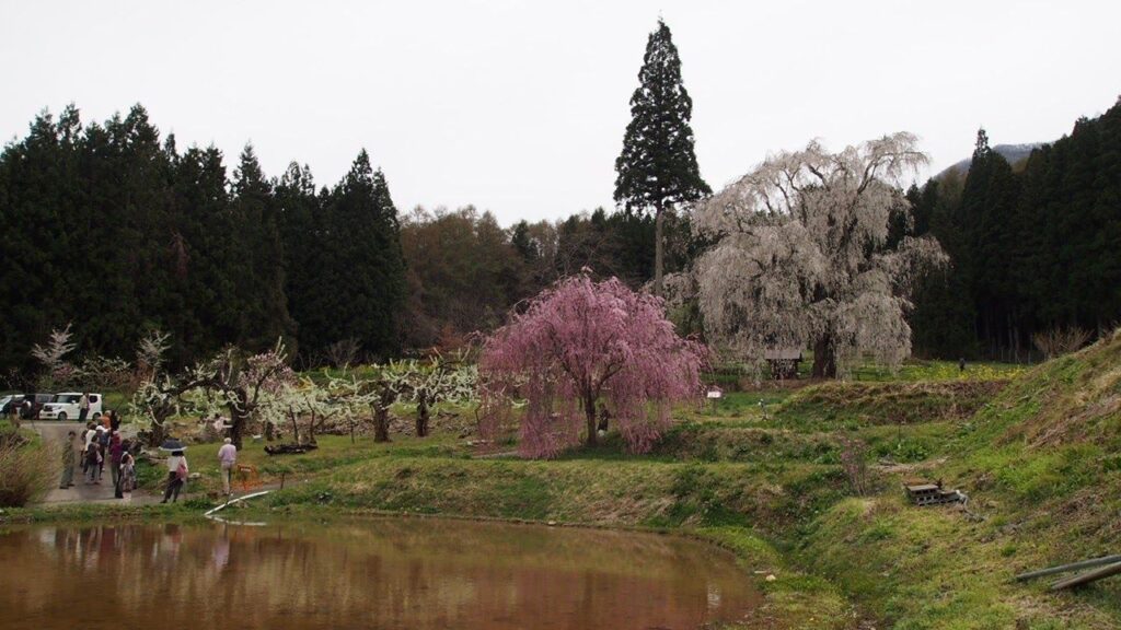 水中のしだれ桜｜高山村