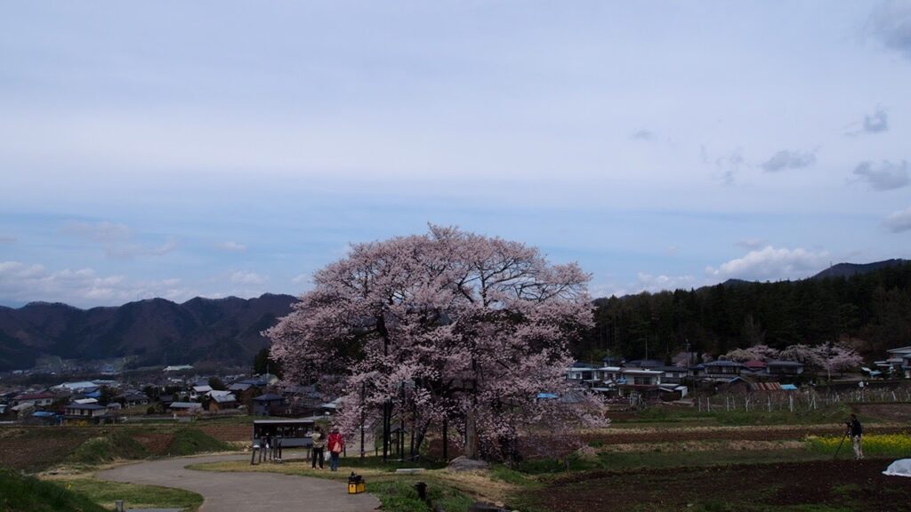 黒部のエドヒガン桜｜高山村