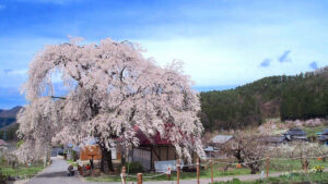 中塩のしだれ桜｜高山村