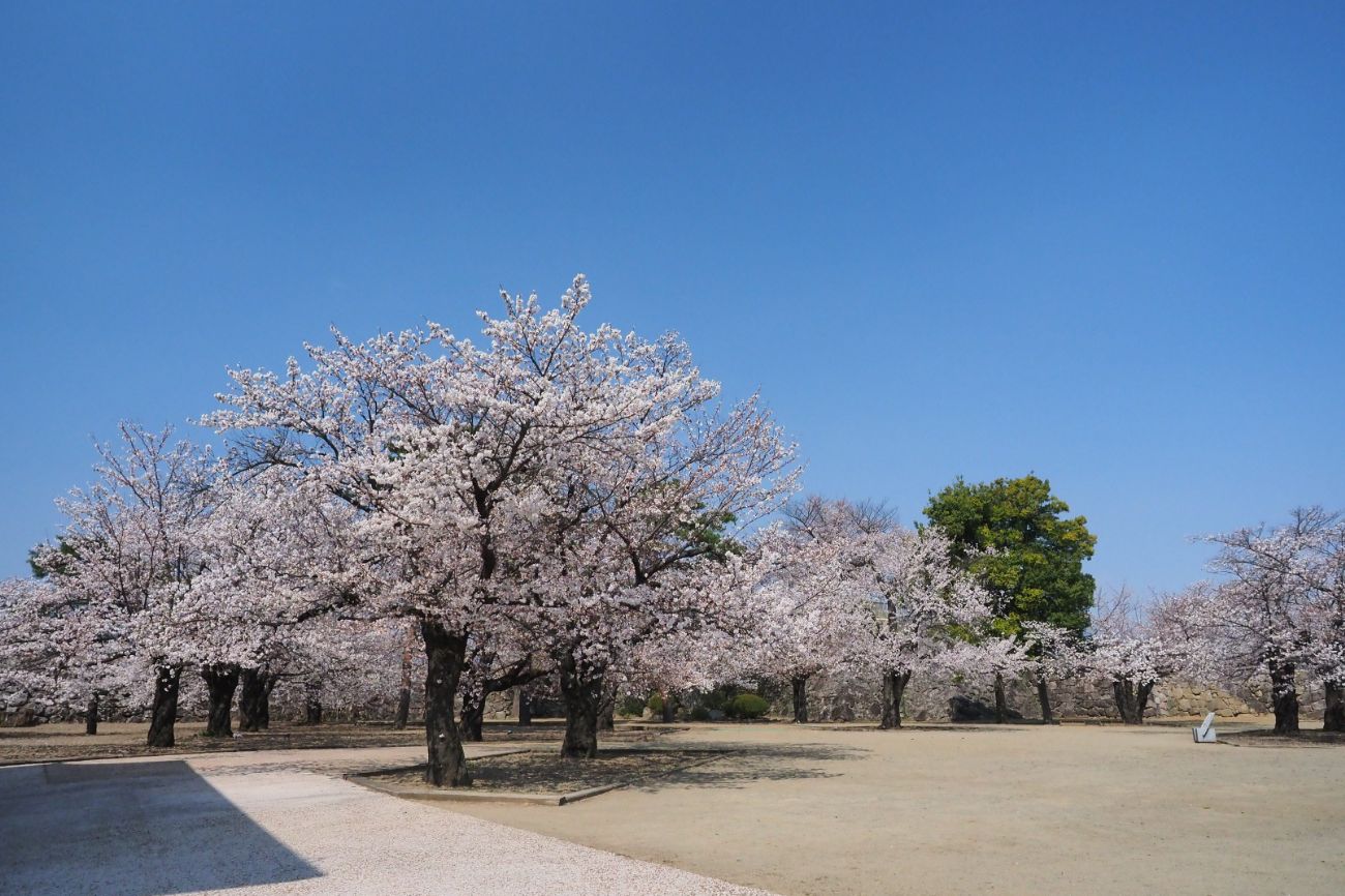 松代城跡の桜｜長野市
