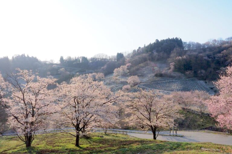 陸郷桜仙峡の桜｜池田町