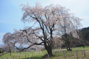 岩原の大しだれ桜｜長野県安曇野市