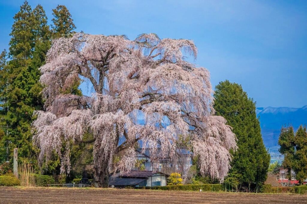 北小倉のしだれ桜｜安曇野市