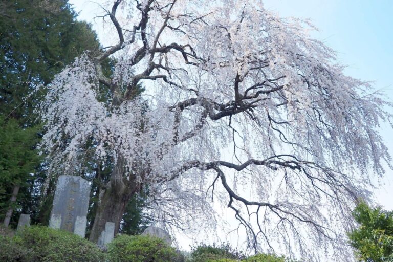 鼠石の一本桜｜松川村