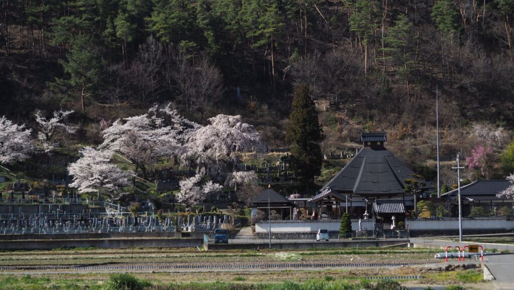 大雲寺の桜｜千曲市