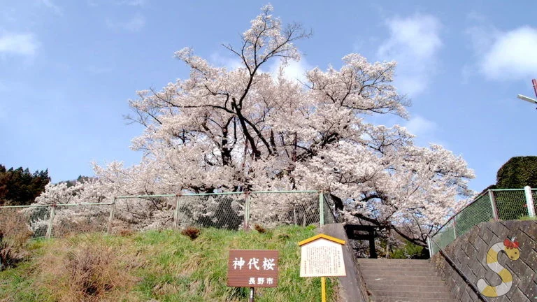 素桜神社の神代桜 ｜長野市