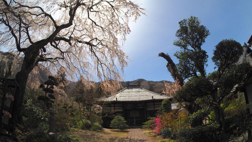 西楽寺のしだれ桜｜長野市