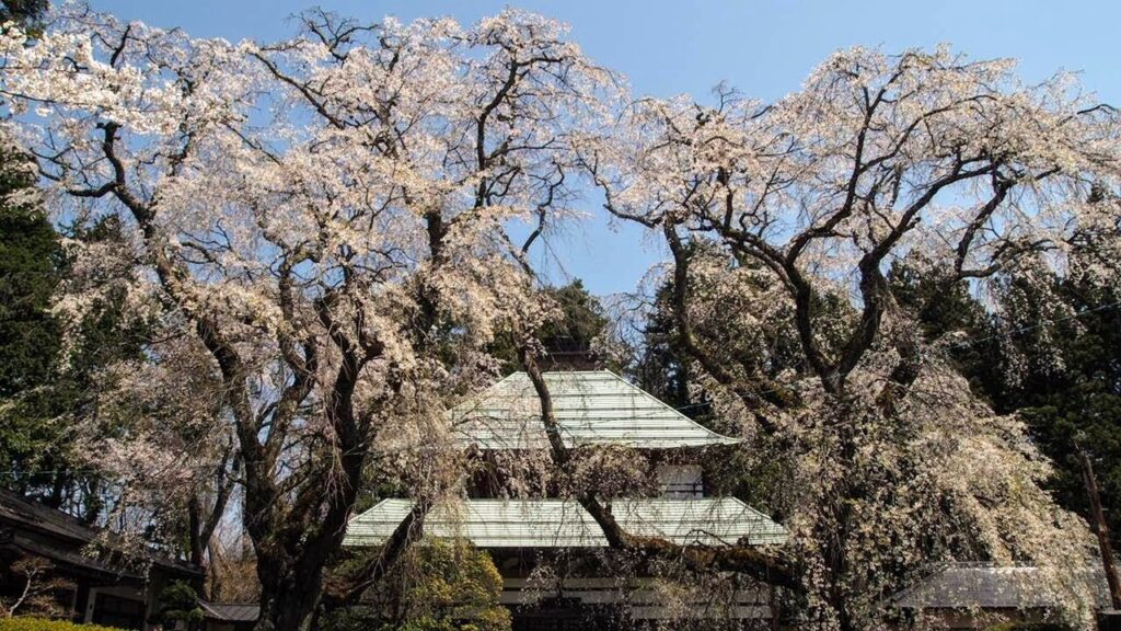 天宗寺の合掌桜｜長野市