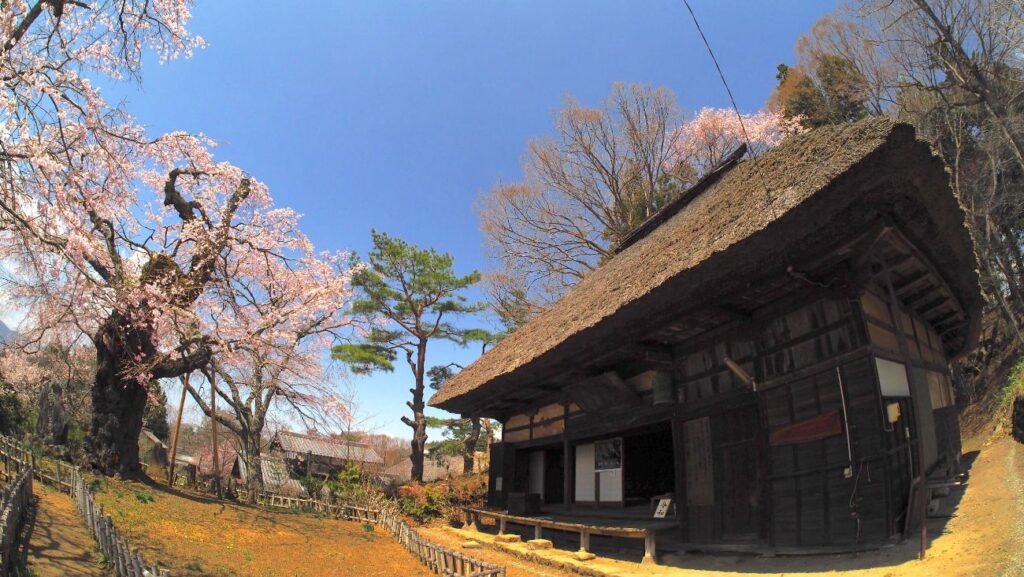 高森観音堂のしだれ桜｜富士見町