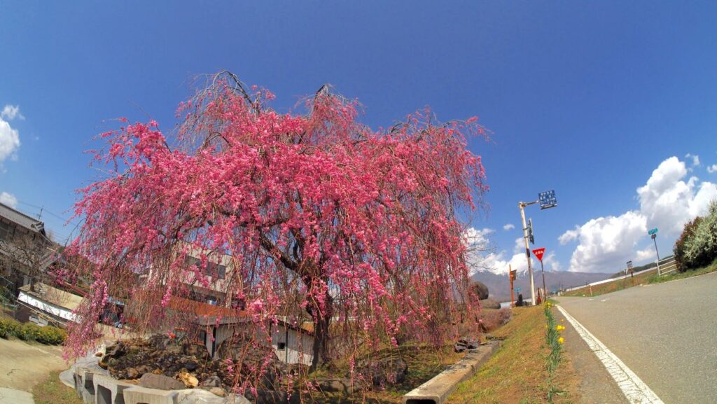 先達のしだれ桜｜富士見町