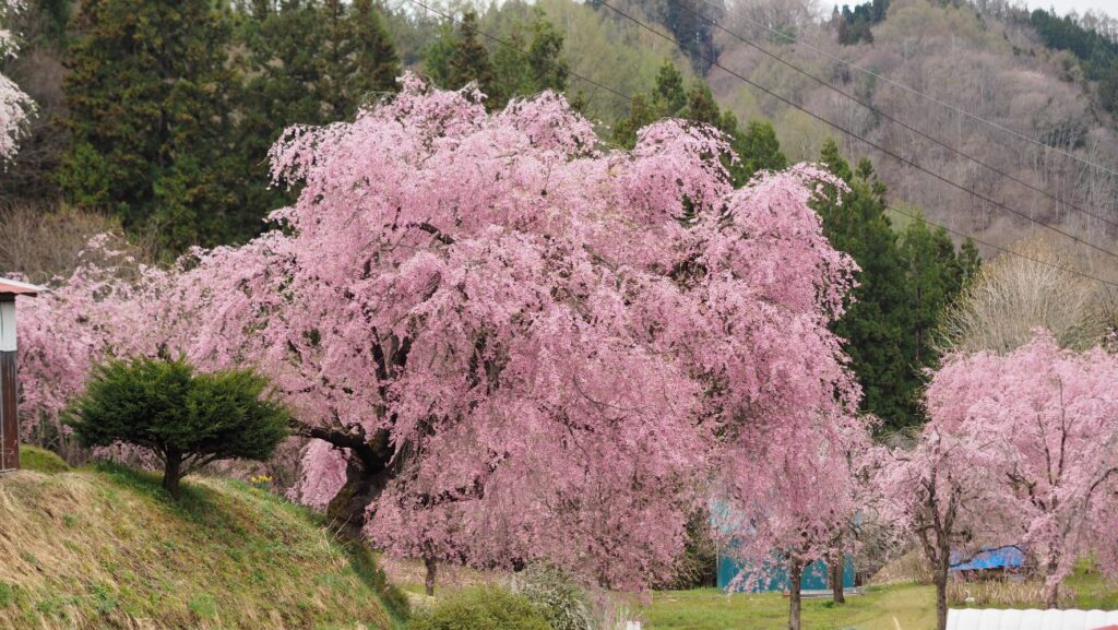 番所の桜｜長野県小川村