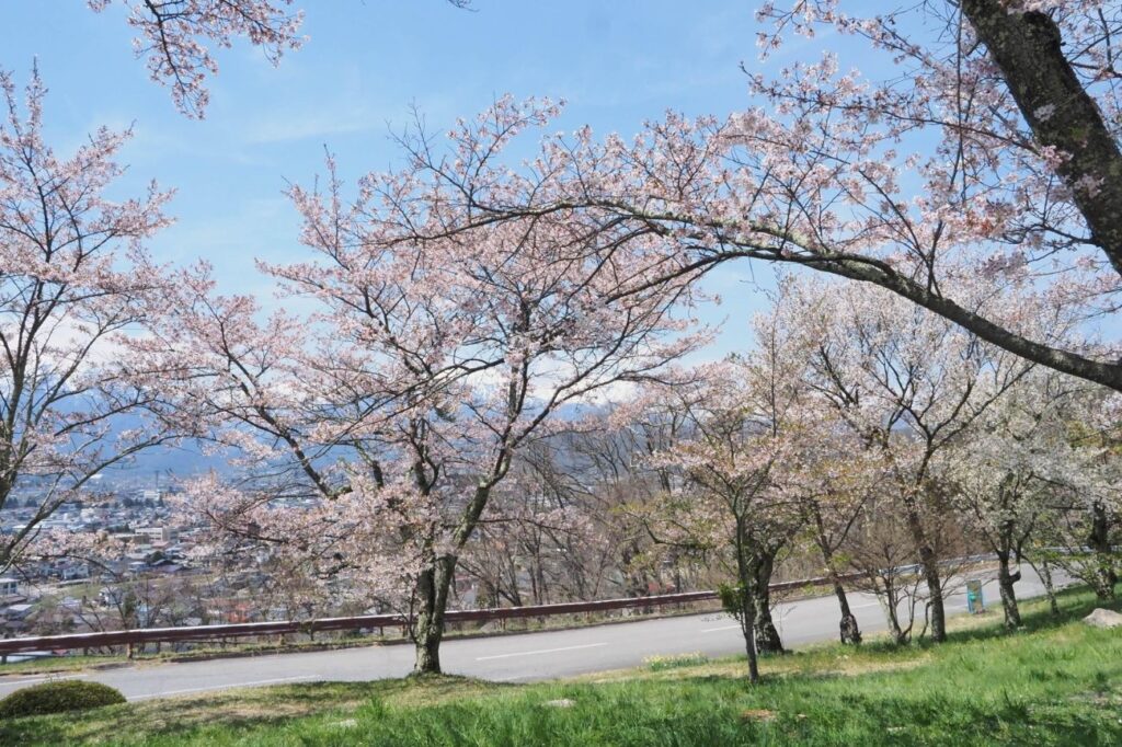 大町公園の桜｜大町市