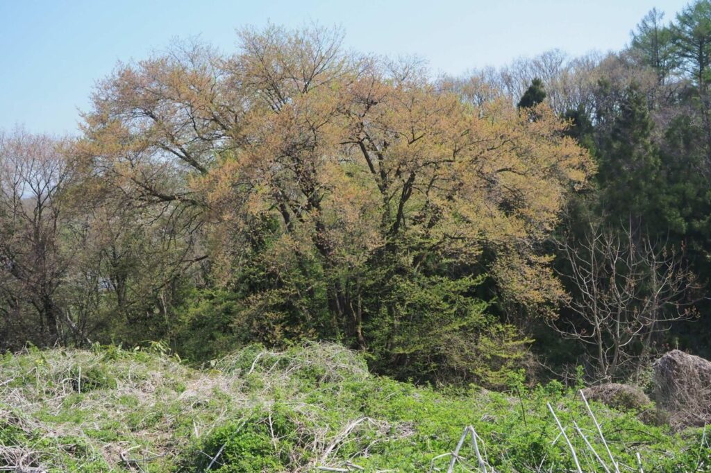 荒古の桜｜飯綱町