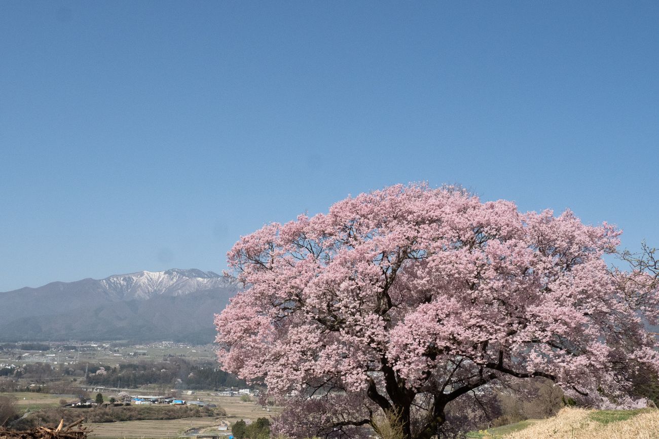 上ノ平城跡の一本桜｜箕輪町