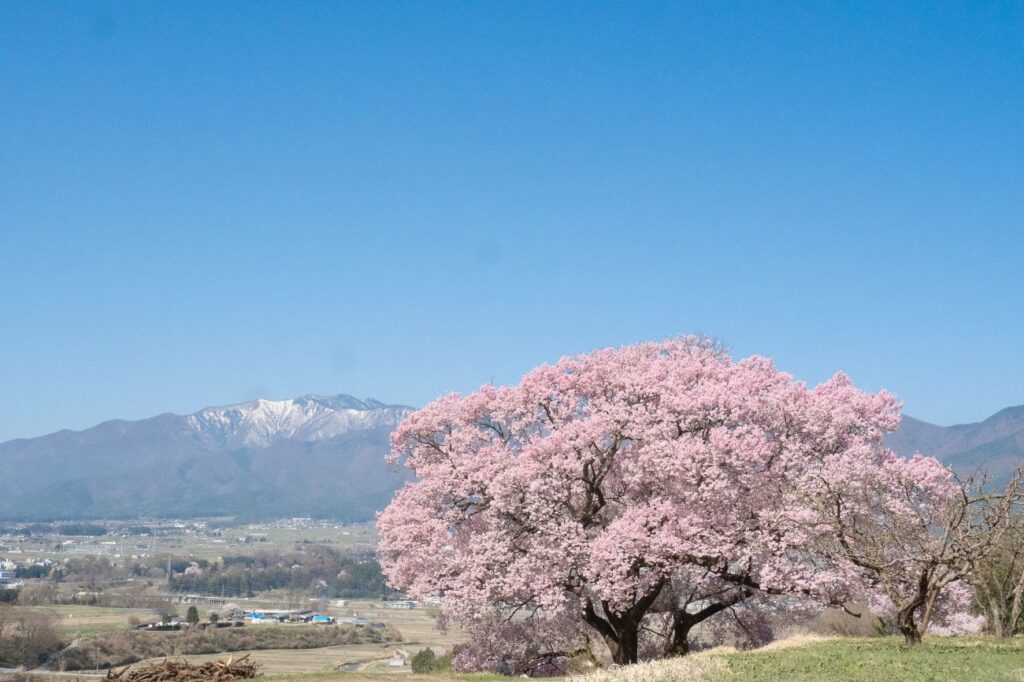 上ノ平城跡の一本桜｜箕輪町