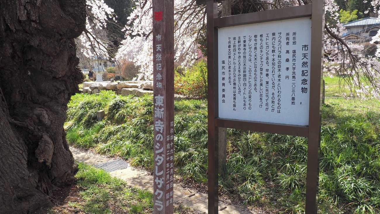 東漸寺のしだれ桜｜塩尻市