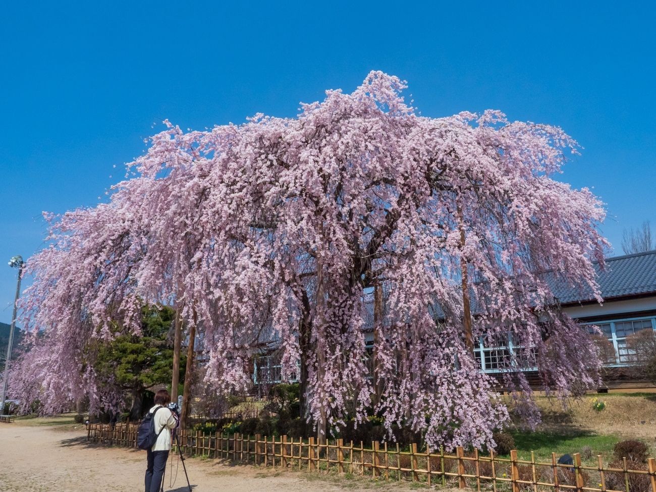 杵原学校の彼岸しだれ桜｜飯田市