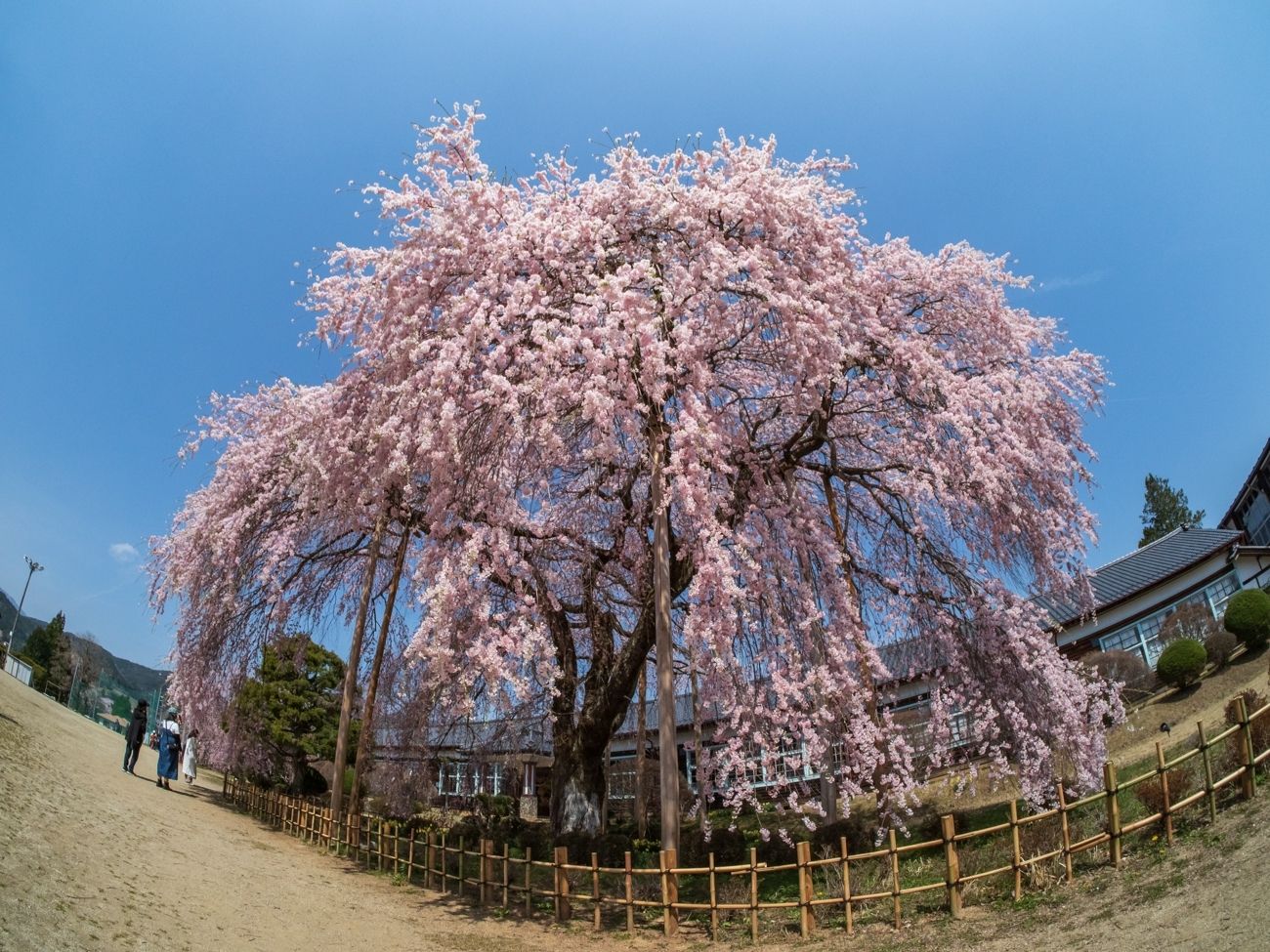 杵原学校の彼岸しだれ桜｜飯田市